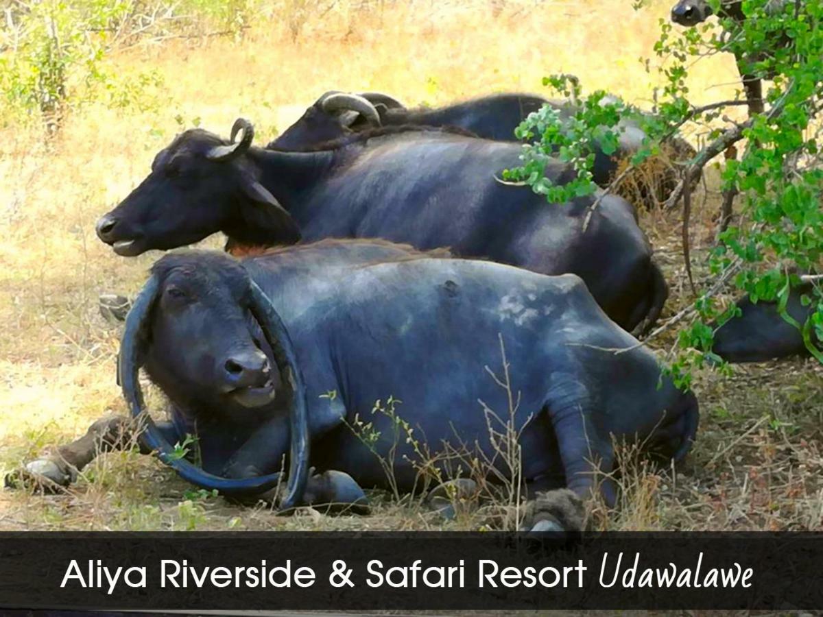 Aliya Riverside & Safari Resort Udawalawe Buitenkant foto